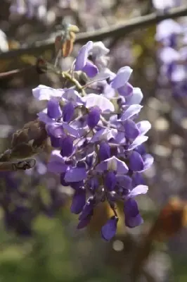 WISTERIA brachybotrys 'Okayama' - image 1