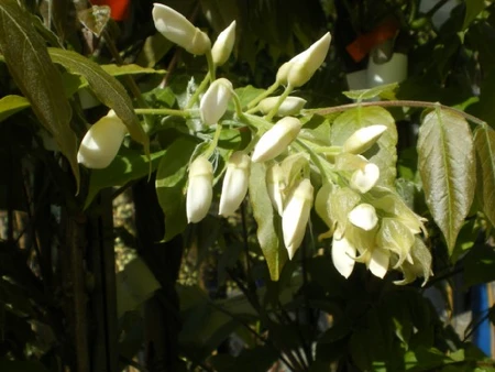 WISTERIA floribunda alba 'Shiro-noda' - image 1