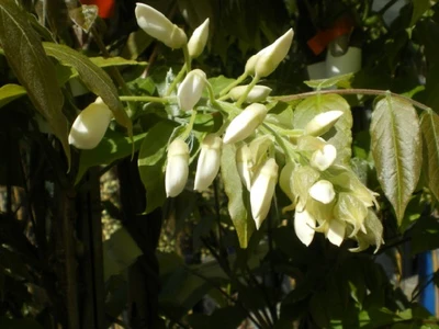 WISTERIA floribunda alba 'Shiro-noda'