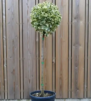 EUONYMUS japonicus 'Bravo' - image 1