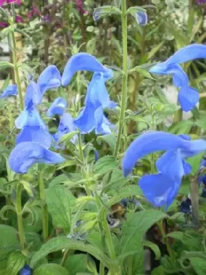 SALVIA pratensis