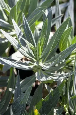 ECHIUM Amoenum 'Red Feathers'