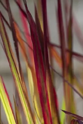 IMPERATA cylindrica 'Red Baron' - image 2