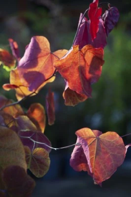 CERCIS canadensis 'Eternal Flame' - image 2