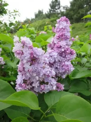 SYRINGA vulgaris 'Michel Buchner'