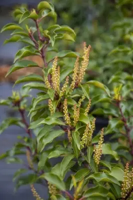 PRUNUS lusitanica 'Brenelia'