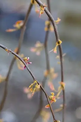 CERCIS canadensis 'Golden Falls' - image 1