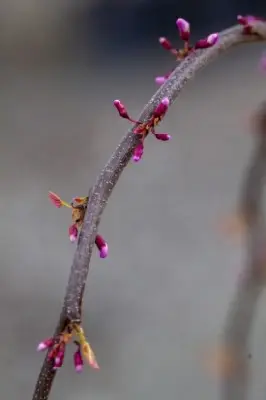 CERCIS canadensis 'Golden Falls' - image 2