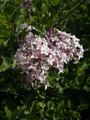 SYRINGA meyeri 'Palibin'