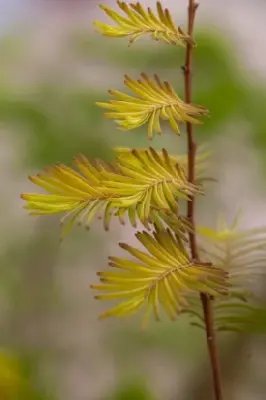 METASEQUOIA glyptostroboides 'Amber Glow' - image 5