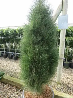 PINUS nigra 'Green Tower'