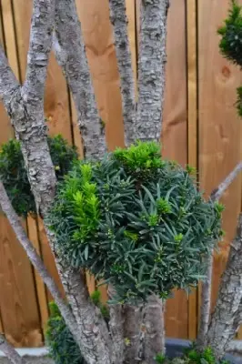 TAXUS x media 'Hicksii' - image 2