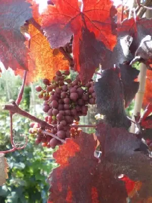 VITIS vinifera 'Purpurea'