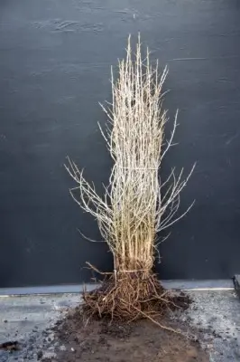 HIPPOPHAE rhamnoides