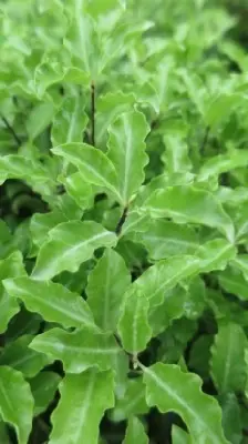PITTOSPORUM tenuifolium - image 1