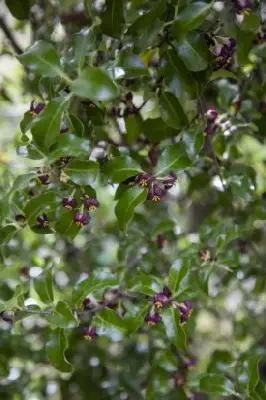 PITTOSPORUM tenuifolium - image 2