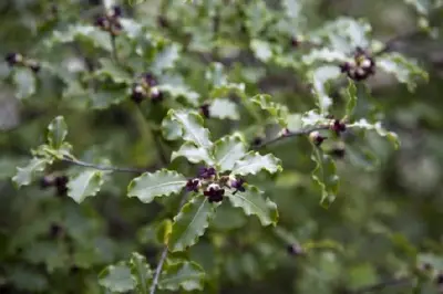 PITTOSPORUM tenuifolium - image 3