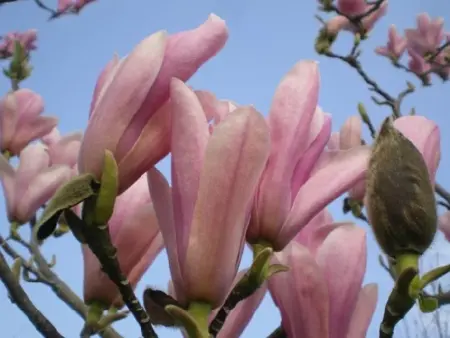 MAGNOLIA 'Heaven Scent'