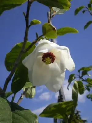 MAGNOLIA wilsonii