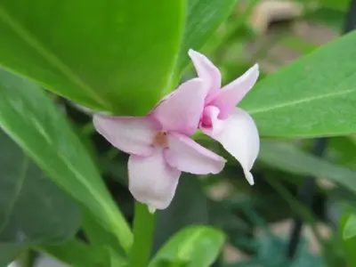 DAPHNE 'Spring Beauty'