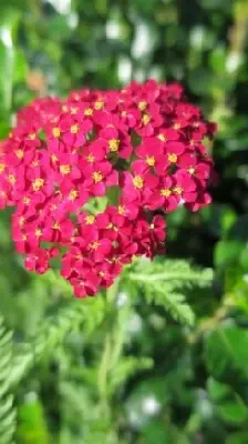 ACHILLEA 'Paprika' - image 1