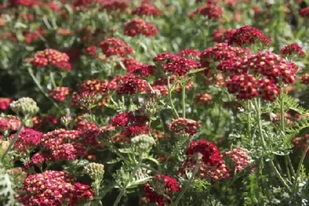 ACHILLEA 'Paprika' - image 2