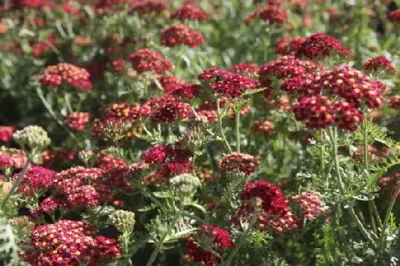 ACHILLEA 'Paprika' - image 2