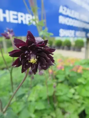 AQUILEGIA vulgaris stellata 'Black Barlow'