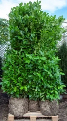 PRUNUS laurocerasus 'Rotundifolia' - image 2