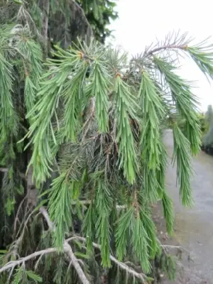 PICEA breweriana