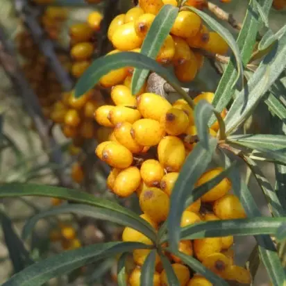 HIPPOPHAE rhamnoides