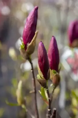 MAGNOLIA liliiflora 'Nigra'