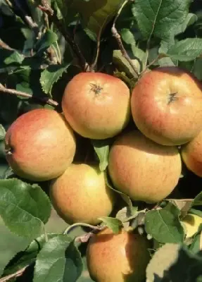 Malus domestica 'Christmas Pippin' (Apple)