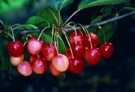 Prunus avium 'Merton Glory' (Cherry)