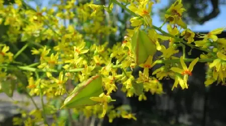 KOELREUTERIA paniculata