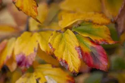 PARROTIA persica 'Vanessa' - image 2