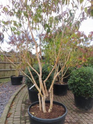 HEPTACODIUM miconioides - image 2