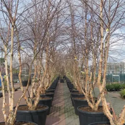 BETULA nigra - image 2