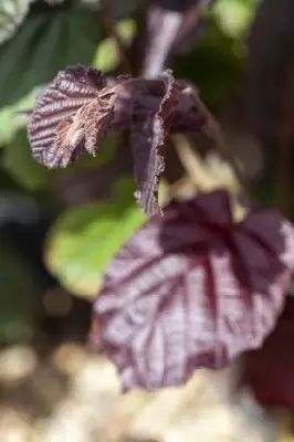 CORYLUS maxima 'Purpurea' - image 2