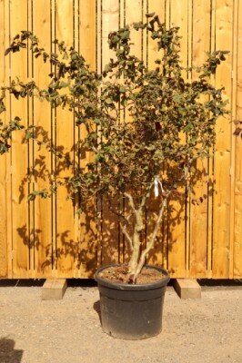 CORYLUS maxima 'Purpurea' - image 1