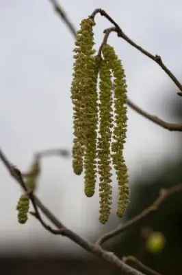 CORYLUS avellana