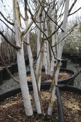 BETULA utilis jacquemontii