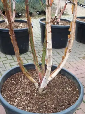 BETULA albosinensis 'Fascination'