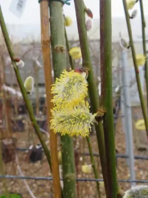 SALIX caprea 'Kilmarnock'