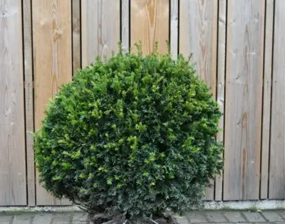 TAXUS baccata 'Hopkens Gigant'