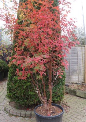 ACER griseum - image 2