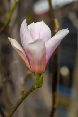 MAGNOLIA 'Heaven Scent'