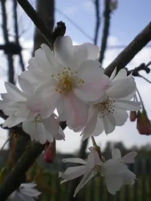 PRUNUS subhirtella 'Autumnalis Rosea' - image 3