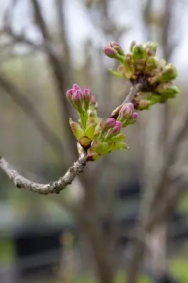 PRUNUS subhirtella 'Autumnalis Rosea' - image 2