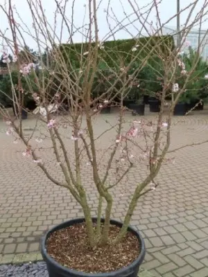 PRUNUS subhirtella 'Autumnalis Rosea' - image 3